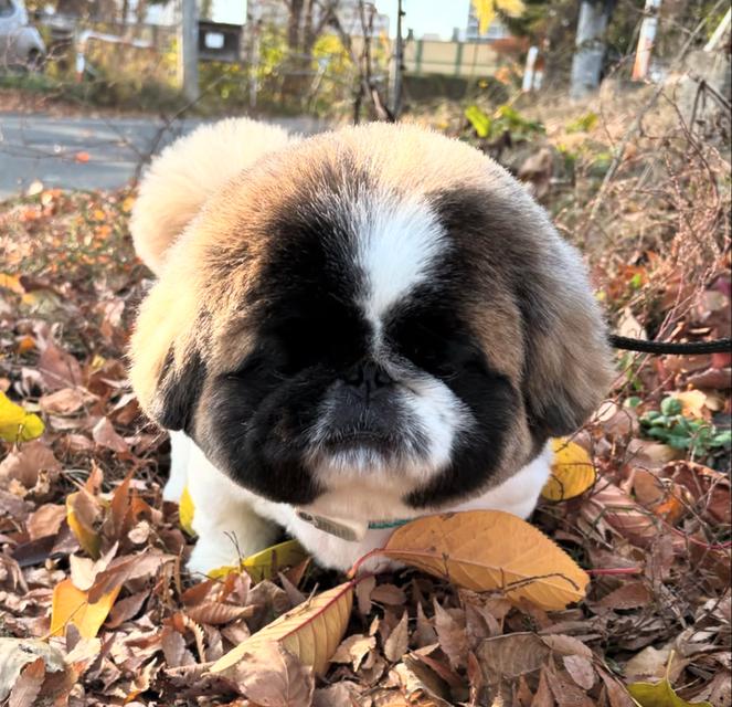 หาบ้านให้น้องหมาพันธุ์ Pekingese 3