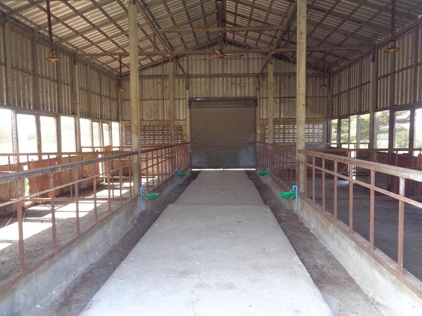 🚩 ขายที่ดิน พร้อมฟาร์มปศุสัตว์โครงสร้างครบ ขนาด 26 – 3 -19 ไร่ ตำบลสระจระเข้ อำเภอด่านขุนทด นครราชสีมา 8