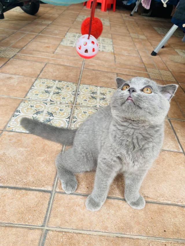 แมวสก๊อตติชโฟลด์ 2