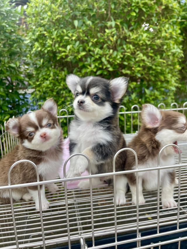 ลูกสุนัขชิวาว่า 4