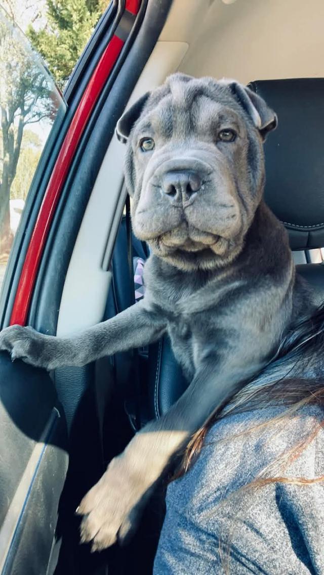 ขาย Shar Pei สีดำ