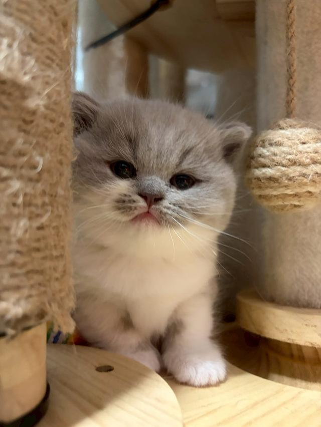 แมวบริติช ช็อตแฮร์ (British Shorthair) รูปที่ 12