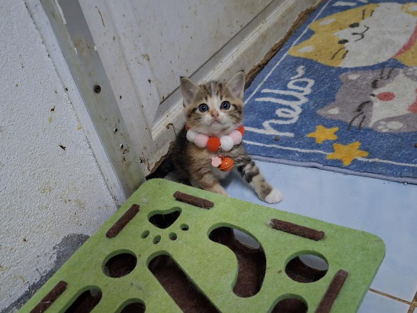 แมวสก๊อตติช ชาย1หญิง1 รูปที่ 12