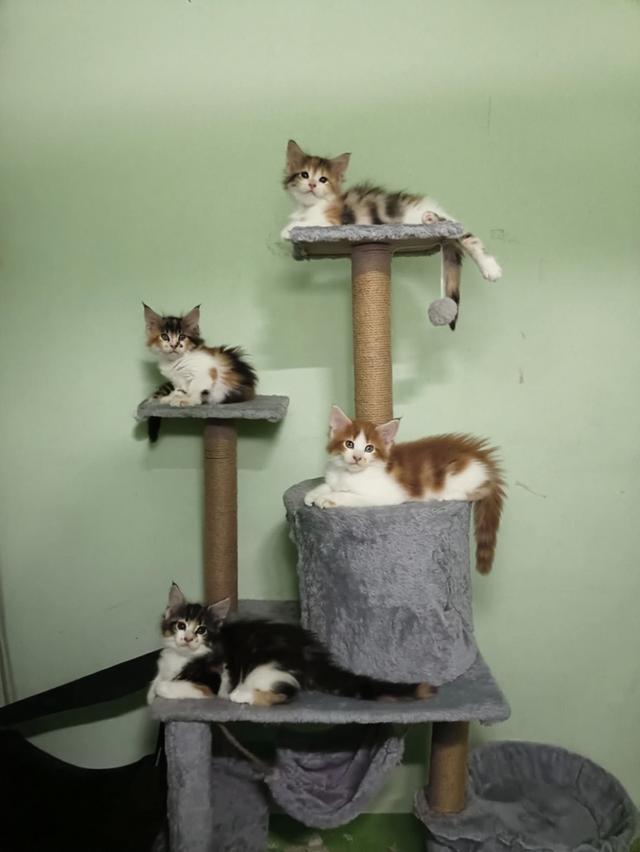 แมวเมนคูนพร้อมย้ายบ้าน หาผู้ปกครองค่ะ 5