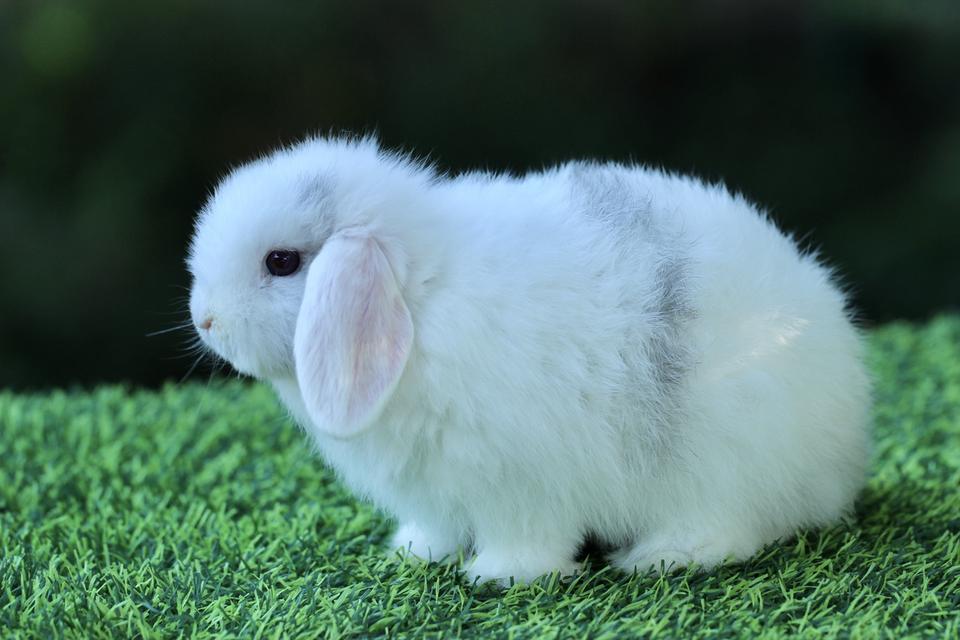 Hollandlop Harlequin Magpie Blue Eyes White Ears Doe 2