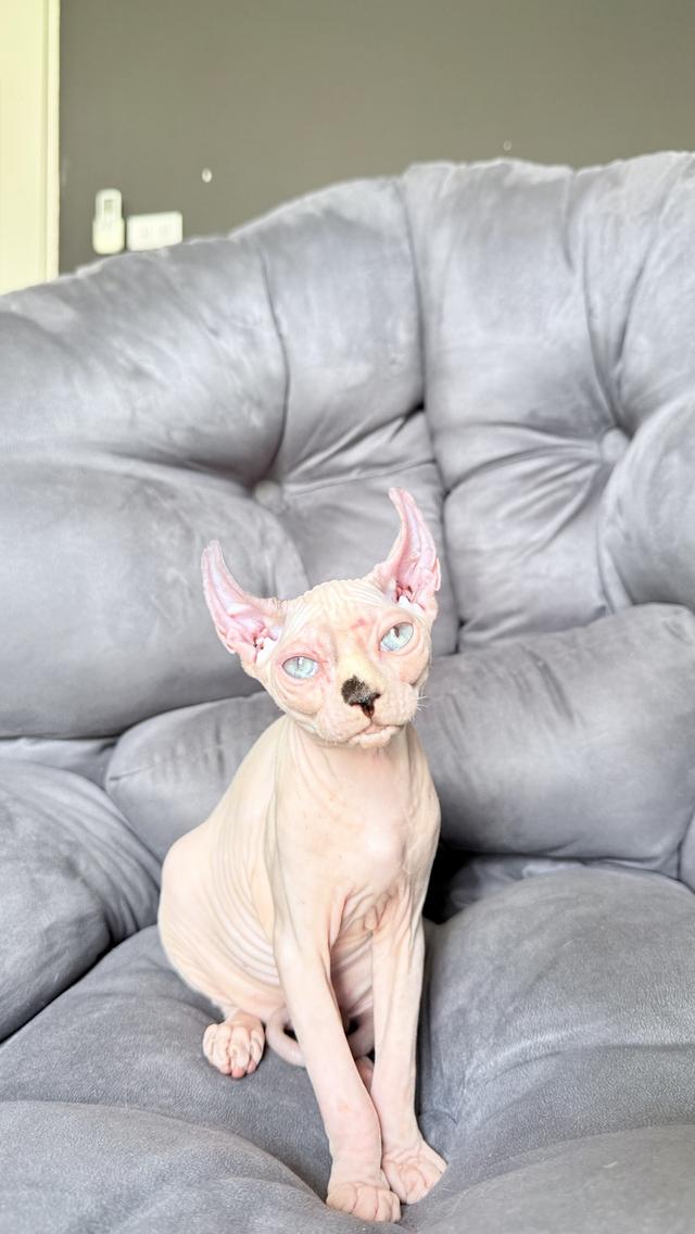 แมว สฟิงซ์ เพศเมีย Sphynx cat รูปที่ 8