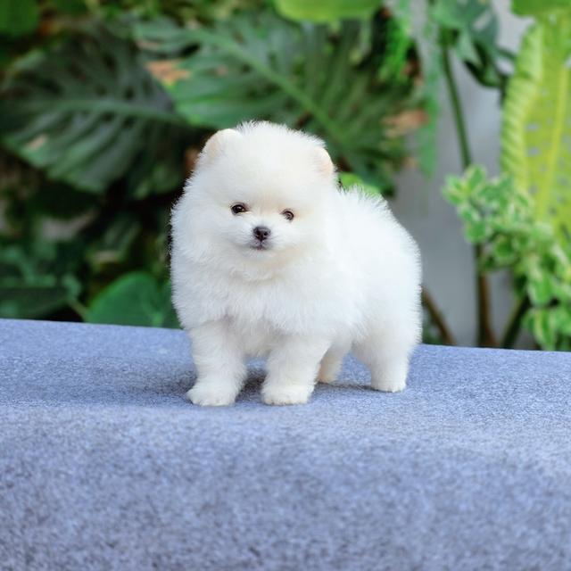 น้องกลูต้า ปอมขาวทีคัพหนุ่มหล่อ