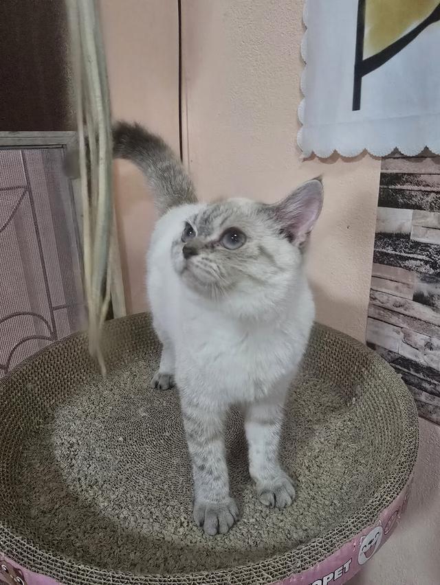 Siamese British Cat "แมววิเชียรมาศบริติชช็อตแฮร์" 7