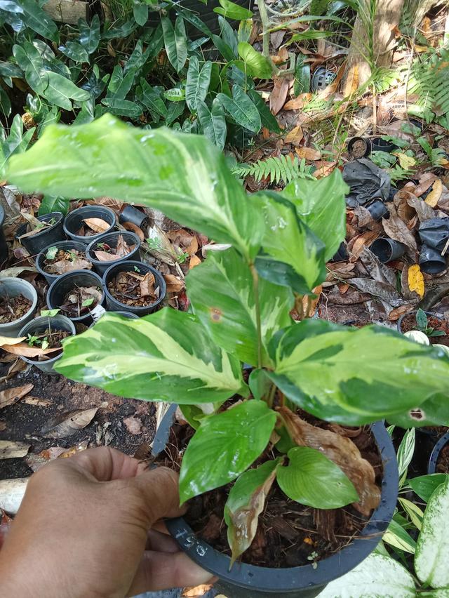 ต้นไม้  ไม้ดอกไม้ประดับ รูปที่ 8