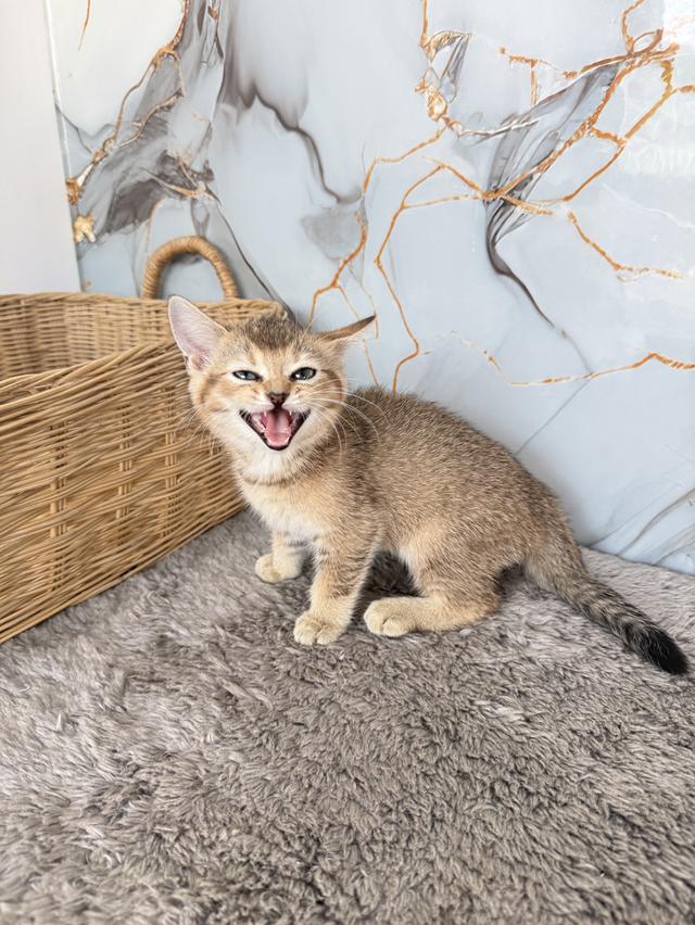 ลูกแมวพันธุ์บริติชแท้ รูปที่ 2