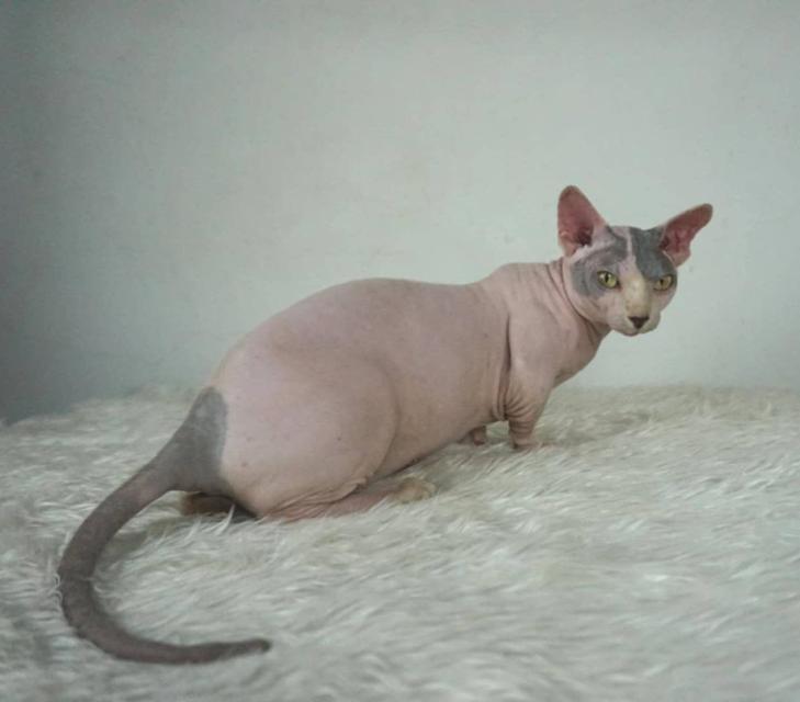 12.แมวแบมบิโน่/เพศผู้ หาบ้าน Bambino Cat/Male looking for a new home 2