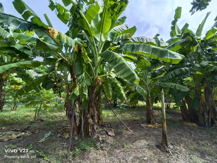 ขายที่ดินติดคลองบางระมาดสาย 2 เนื้อที่ 719.4 ตรว. พุทธมณฑลสาย 2 ซ.21 6