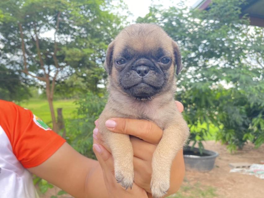 สุนัข 3