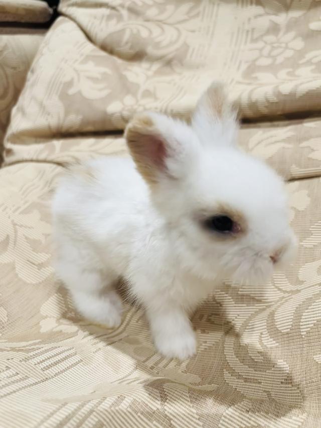 Teddy Bear Rabbit 7