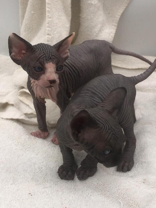 Sphynx Kittens WhatsApp me : +66 63 826 3042 รูปย่อยที่ 2