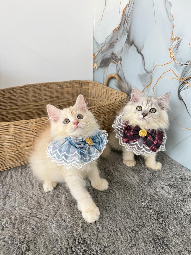 ลูกแมวพันธุ์เปอร์เซียแท้ รูปที่ 2