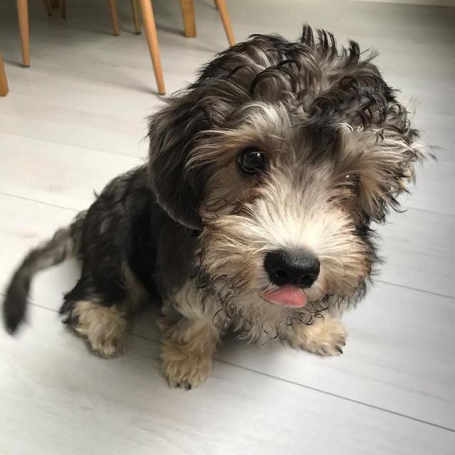 Dandie Dinmont Terrier WhatsApp me : +66 63 826 3042