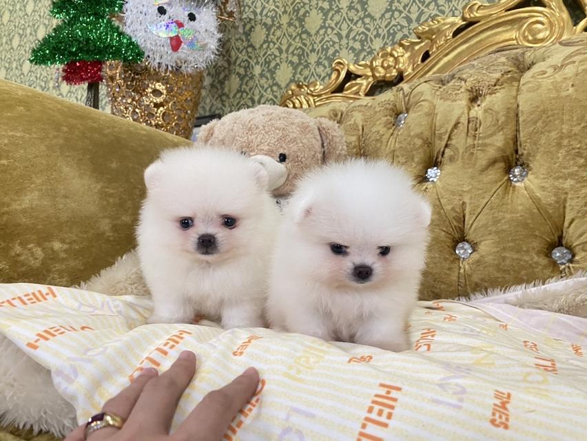 สุขันปอมแท้ อายุ2เดือน เด็กๆน่ารัก พร้อมส่ง