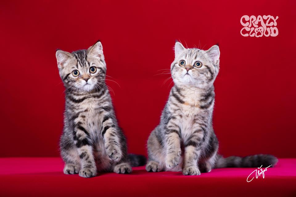 SCOTTISH FOLD หูตั้ง 💗♂︎ Male 2