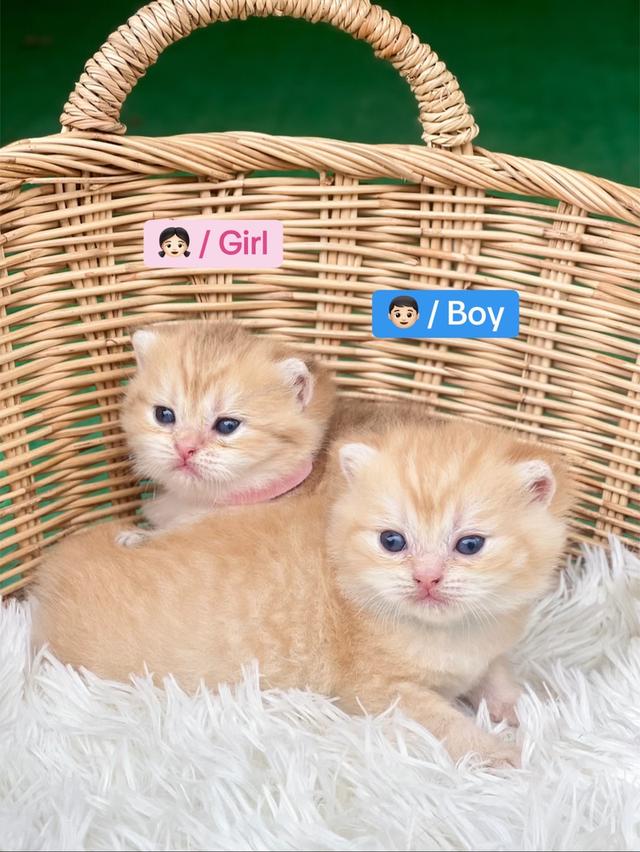 ดช. ดญ. สก็อตติชโฟล (สก็อต+บริติช)