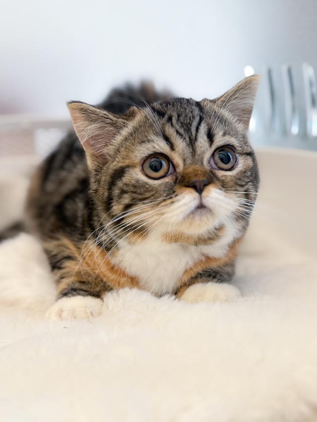 Scottish straight 3สี