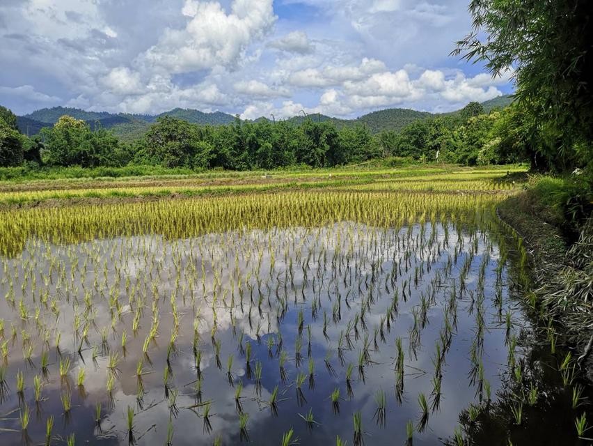 ที่ดินการเกษตรทำเลทอง อำเภอพร้าว เชียงใหม่ โอกาสดีที่ไม่ควรพลาด! ราคาพิเศษเพียง 6 ล้านบาท 6