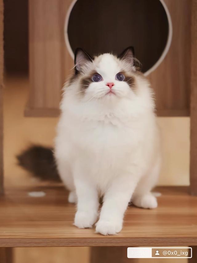 SOLD 💋                                       นำเข้า Ragdoll จากต่างประเทศ ✈️