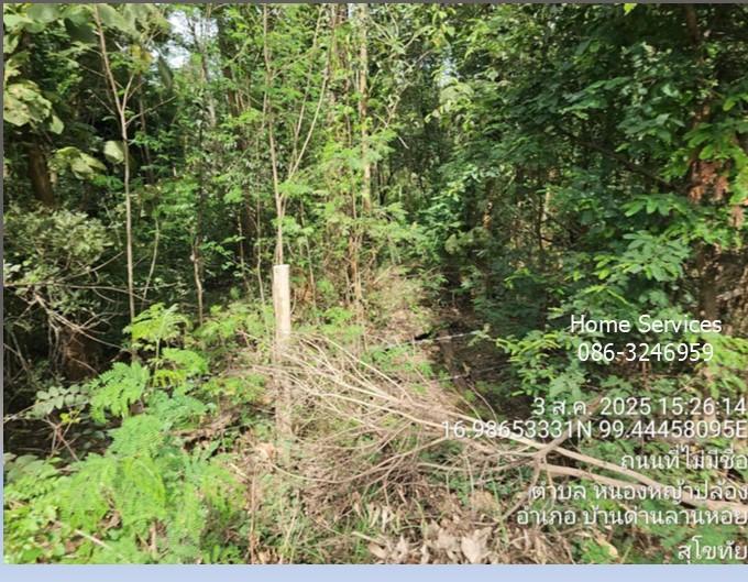 ขายที่ดินพร้อมบ้าน 1 หลัง 320 ไร่ ถ.ตาก-สุโขทัย (ทล.หมายเลข 12) ต.หนองหญ้าปล้อง อ.บ้านด่านลานหอย สุโขทัย ปลูกไม้ยูคา ใกล้รร.หนองหญ้าปล้อง         12