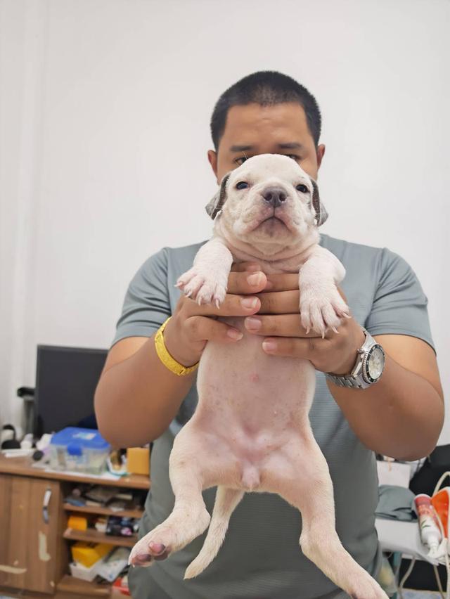 American bully3,500-5,500฿ อเมริกันบูลลี่สายพันธุ์แท้ราคาไม่แรง🏡p'tigerขอนแก่น 3,500-5,500฿ 8