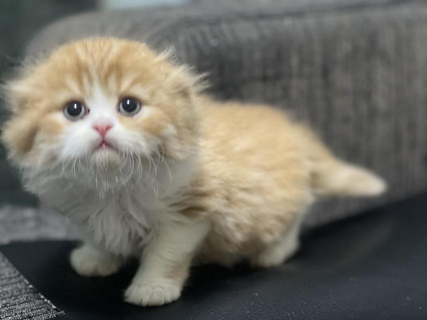 น้องส้มมงคล-เพศผู้(เกิด19/9/68) 6