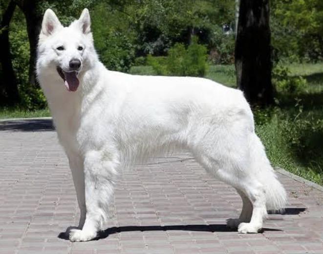 สุนัข เยอรมันสีขาวขนนุ่มฟู