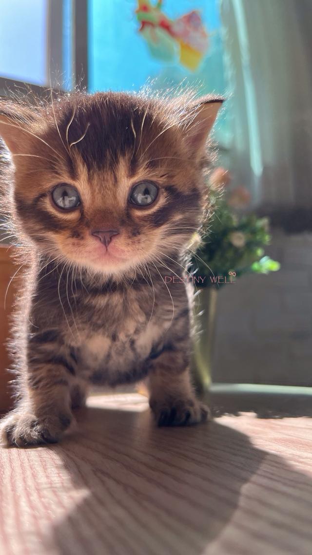 แมวสก๊อตติชโฟลด์ มีใบเพด scfc รูปที่ 12