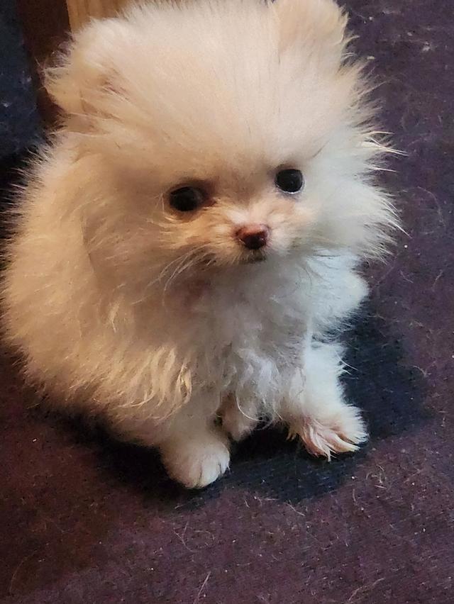 ปอมเปอเรเนี่น 4