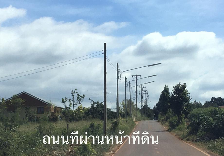 ขายสวนผลไม้ อ.ปากช่อง ดินแดงดีมาก 14