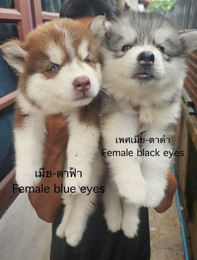 ลูกสุนัขพันธุ์ไซบีเรียนฮัสกี้