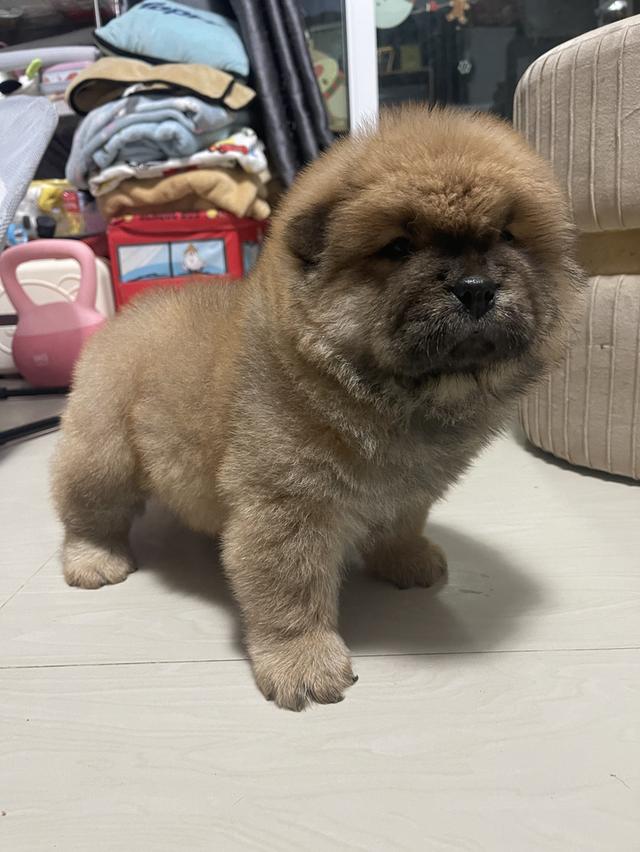 หมาเชาว์ เชาว์แท้ 100% รูปย่อยที่ 4