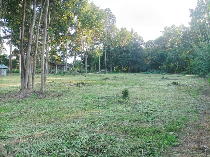 ขายที่ดิน 1ไร่3งาน ต.เชิงดอย อ.ดอยสะเก็ด จ.เชียงใหม่ 8