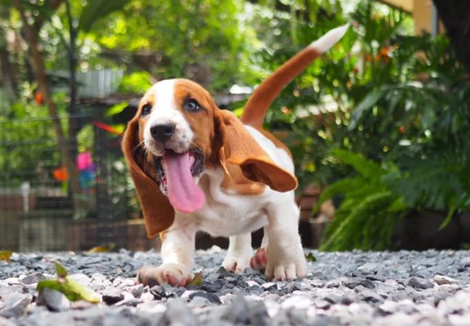 ลูกสุนัข Basset Hound หญิง 2