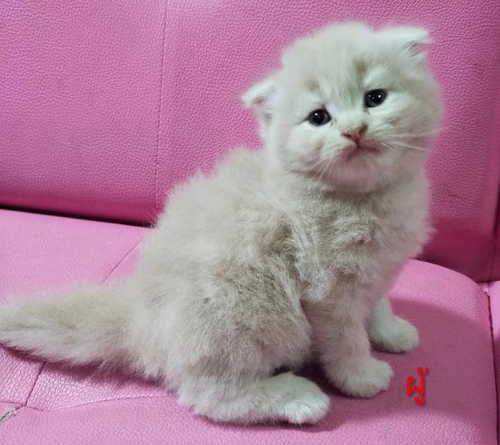 ขายแมวสก๊อตติสโฟร์ด😻 รูปที่ 5