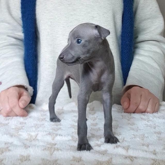 Italian Greyhound สุดน่ารัก