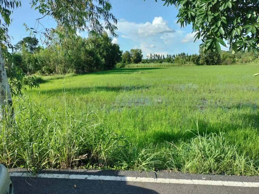 ขายที่ดินเกาะขนุน 1 ไร่ ติดถนนลาดยาง ใกล้ถนนสุวินทวงศ์ทล.319-2กม. อ.พนมสารคาม ฉะเชิงเทรา 2