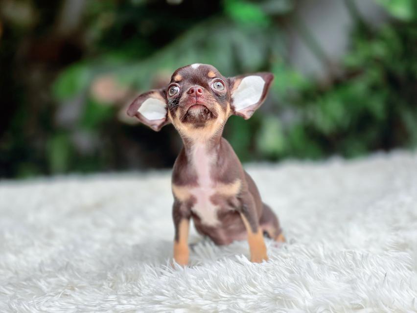 น้องคาเทียร์ชิวาวาขนสั้นสีช็อคเพศเมียวัคซีนแล้วมีส่งเก็บปลายทาง รูปที่ 5