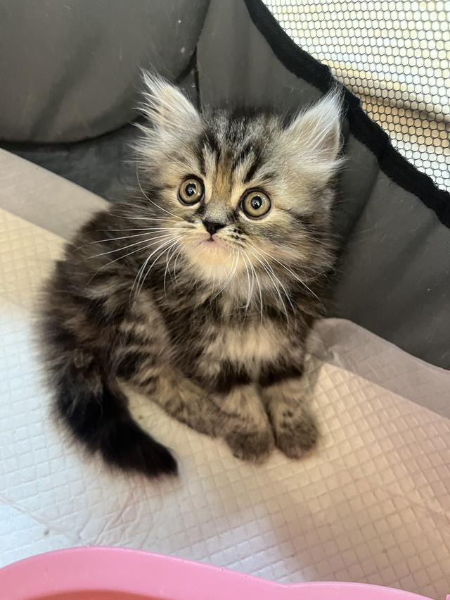 แมว เปอร์เซียแท้ ร้อยเปอร์เซ็นต์ 13