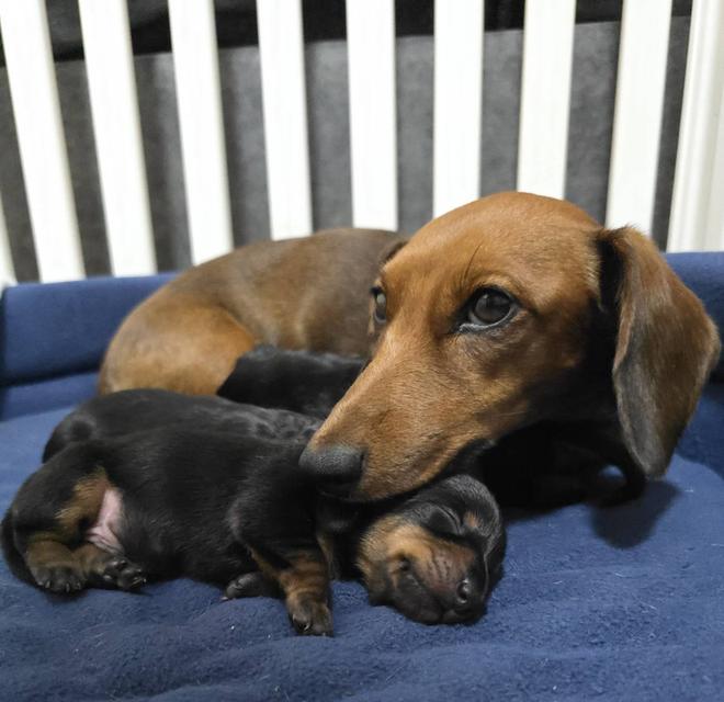 Dachshund puppies ready for new home April 20th. รูปที่ 2