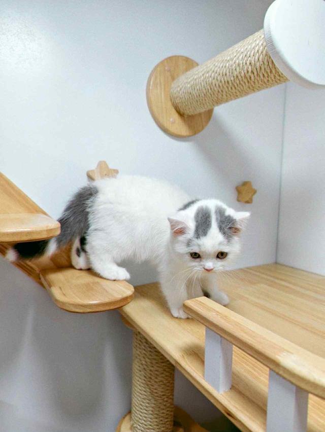 แมวบริติชช๊อตแฮร่