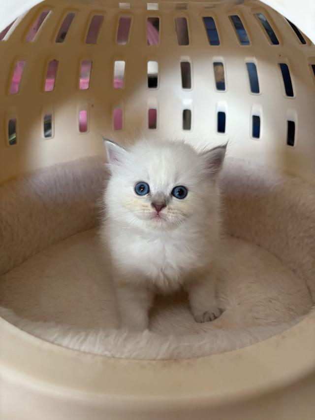 เปิดจองน้องแมวสก็อตติช รูปย่อยที่ 4