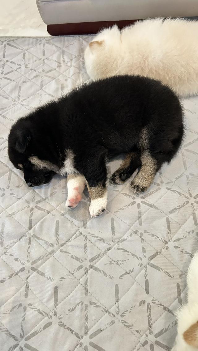 ลูกสุนัขชิบะอินุแท้ เพศผู้สี Black tan อายุ 2 เดือน 6