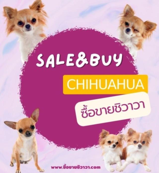 ซื้อขาย ชิวาวา