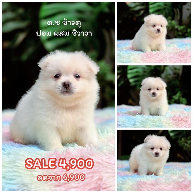 ปอมผสมชิวาวาขนปุกปุยไซส์เล็กน่ารัก 2