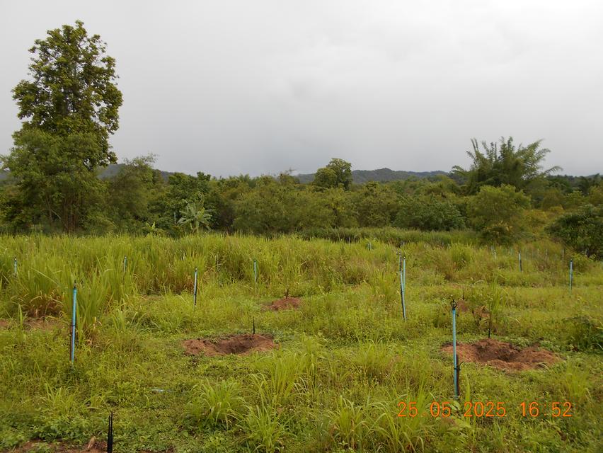 ขายที่ดิน 10 ไร่ พร้อมบ้าน ติดลำห้วย 3 สาย ต.บ้านบึง อ.บ้านคา จ.ราชบุรี 8